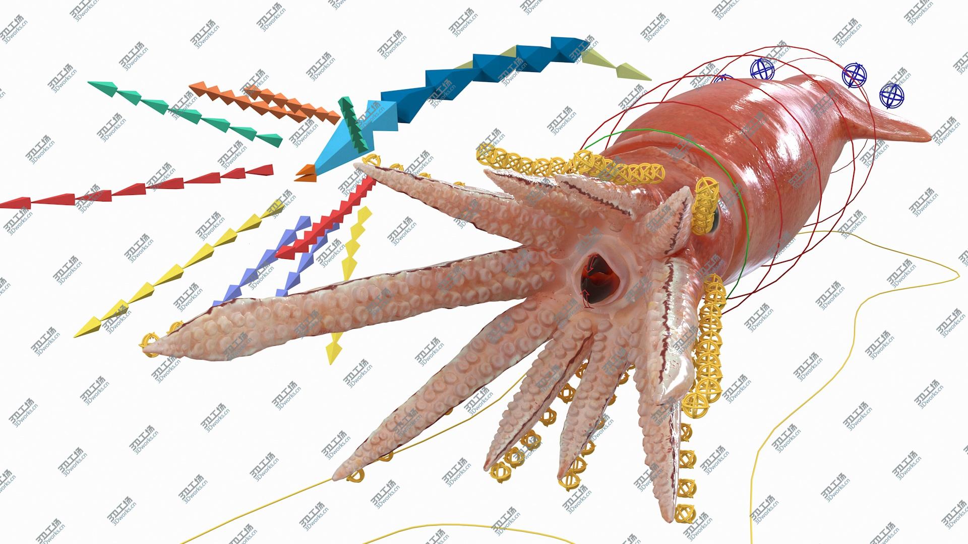 images/goods_img/202104093/3D Arrow Squid Doryteuthis Plei Rigged model/4.jpg